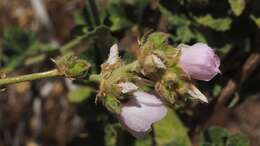 Imagem de Malacothamnus densiflorus (S. Wats.) Greene