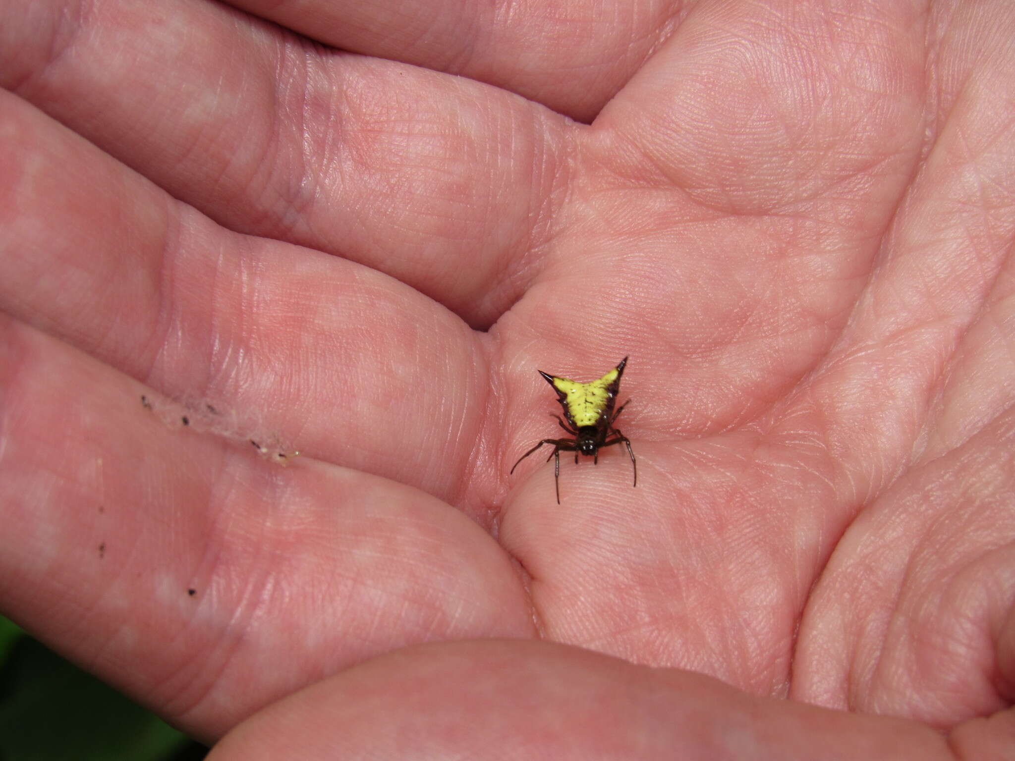 Image of Micrathena furva (Keyserling 1892)