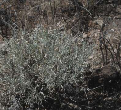 Image of guayule