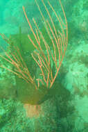 Image of carmine sea spray