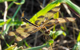 Celithemis eponina (Drury 1773) resmi