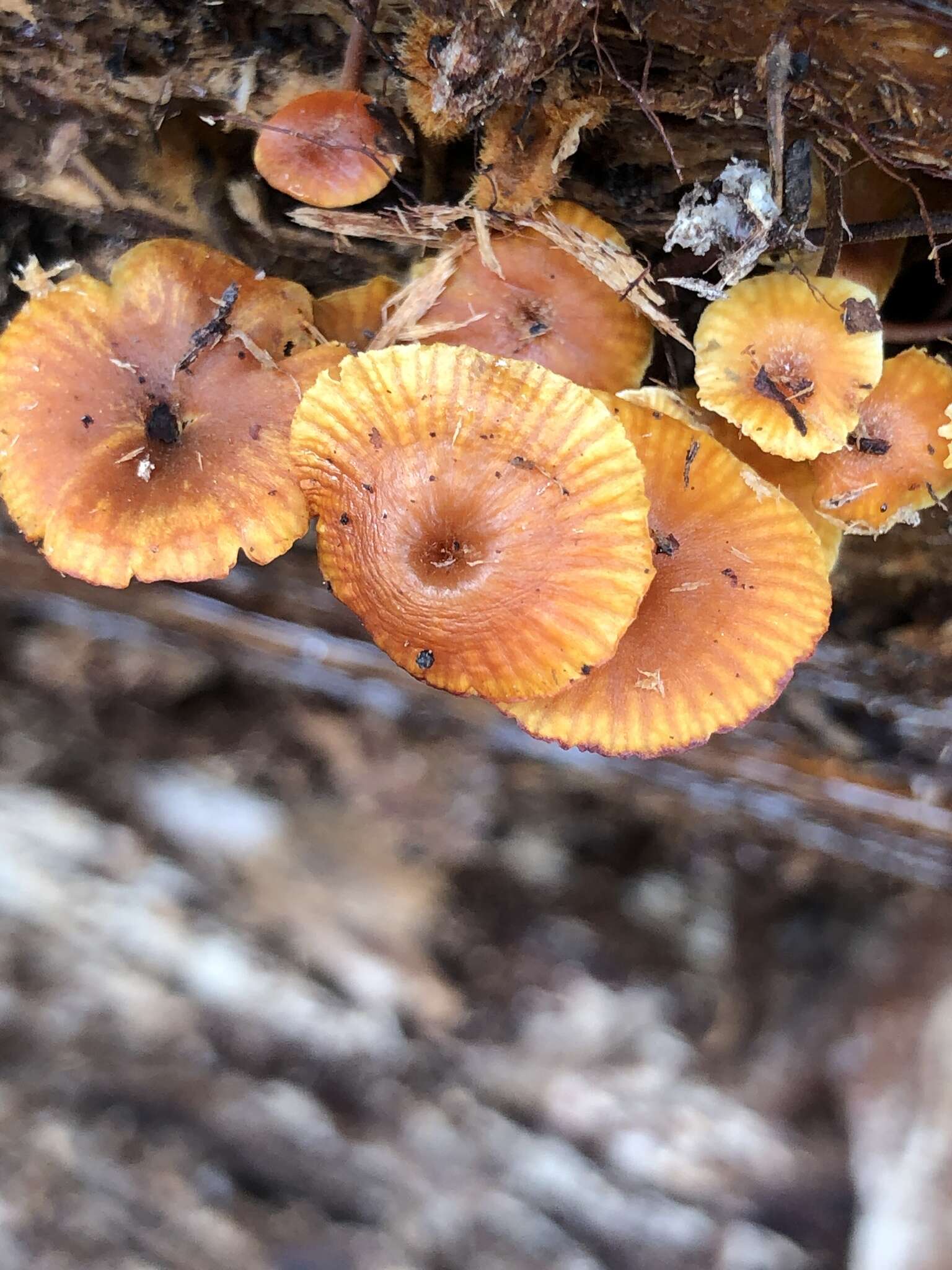 Image of Xeromphalina enigmatica R. H. Petersen 2015