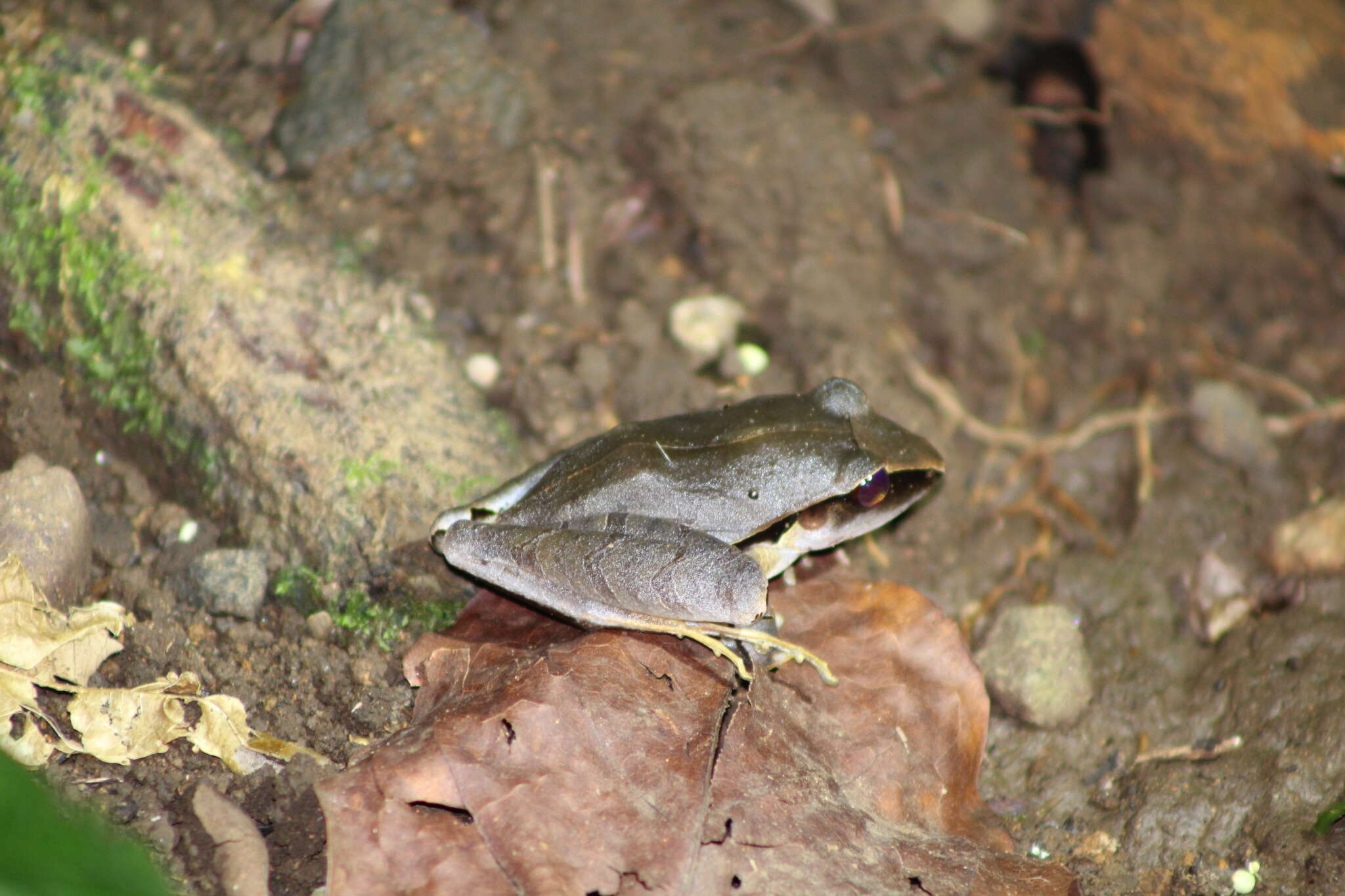 Image de Craugastor mimus (Taylor 1955)