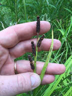 Image of Short's Sedge