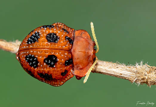 Image of Elytrogona quatuordecimmaculata (Latreille 1802)