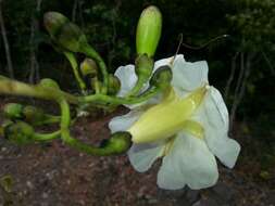 Image of Tree morning glory