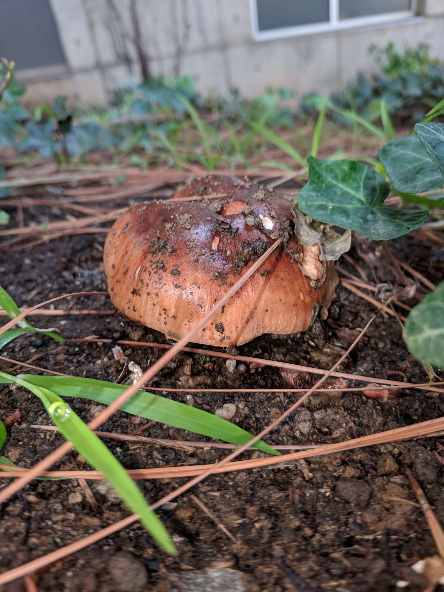 Image of Tricholoma fracticum (Britzelm.) Kreisel 1984