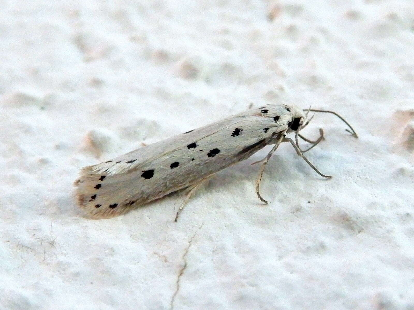 Image of Ethmia terminella Fletcher 1938