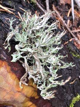 Слика од Platismatia stenophylla (Tuck.) W. L. Culb. & C. F. Culb.