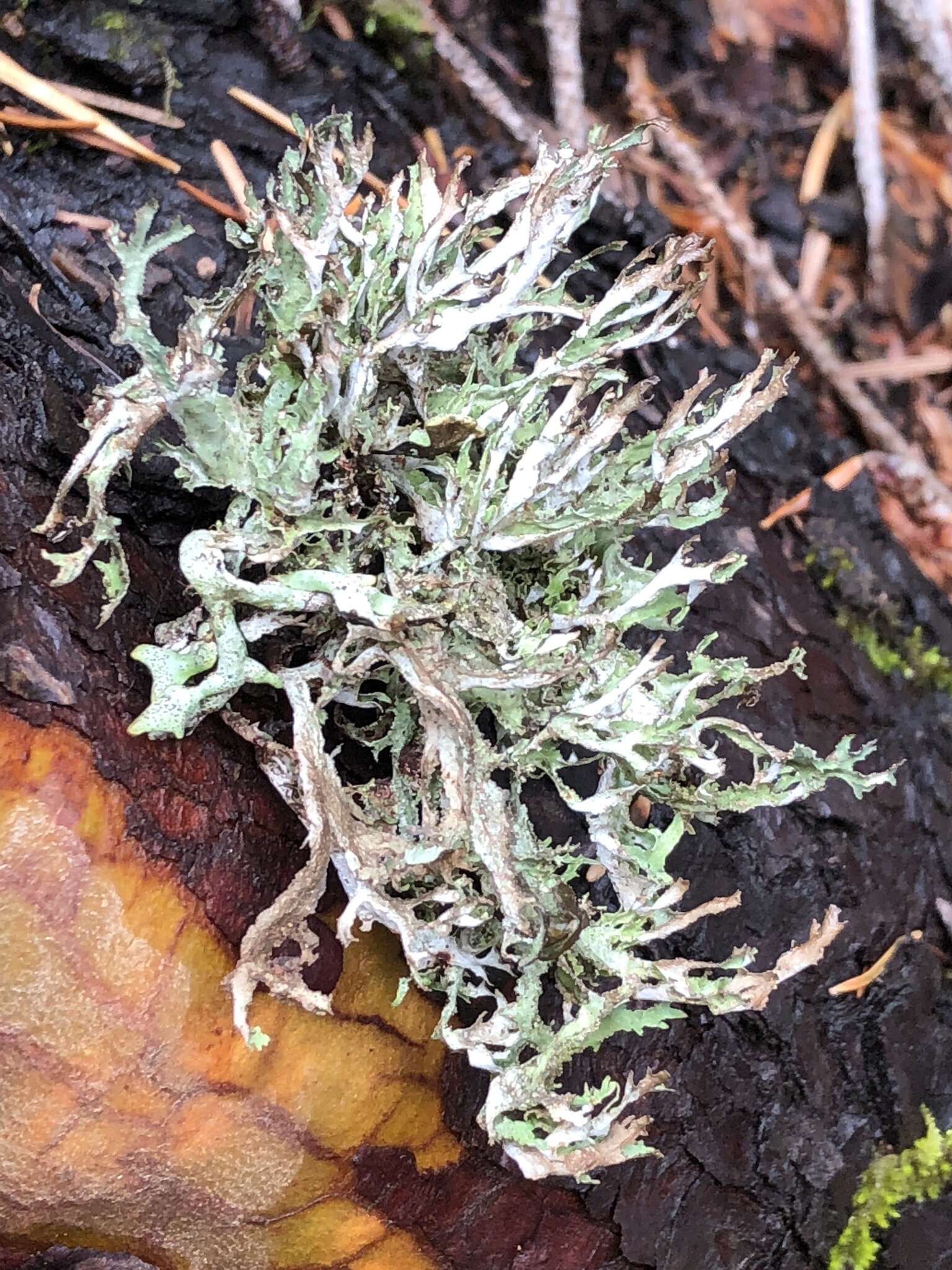 Image of ragged lichen