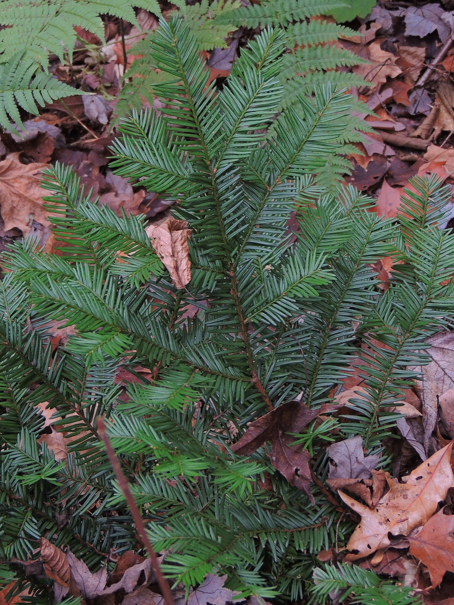 Image of Canada yew