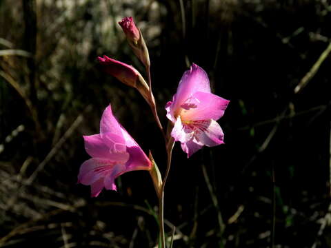 Image of Gladiolus hirsutus Jacq.