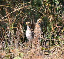 Image of Three-banded Courser