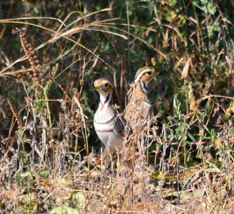 Image of Three-banded Courser