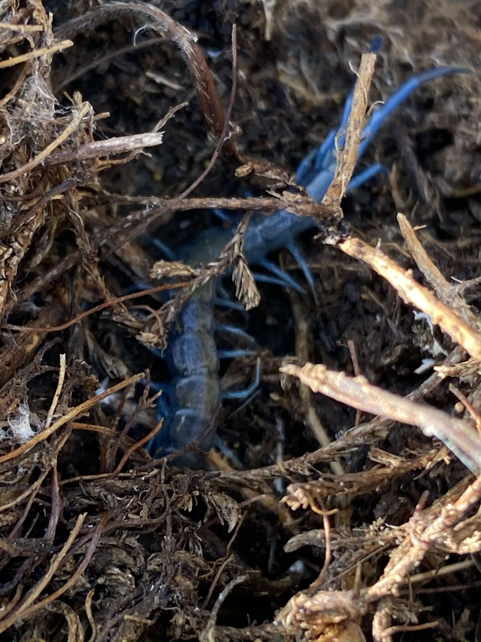 Image of Scolopendra aztecorum Verhoeff 1934