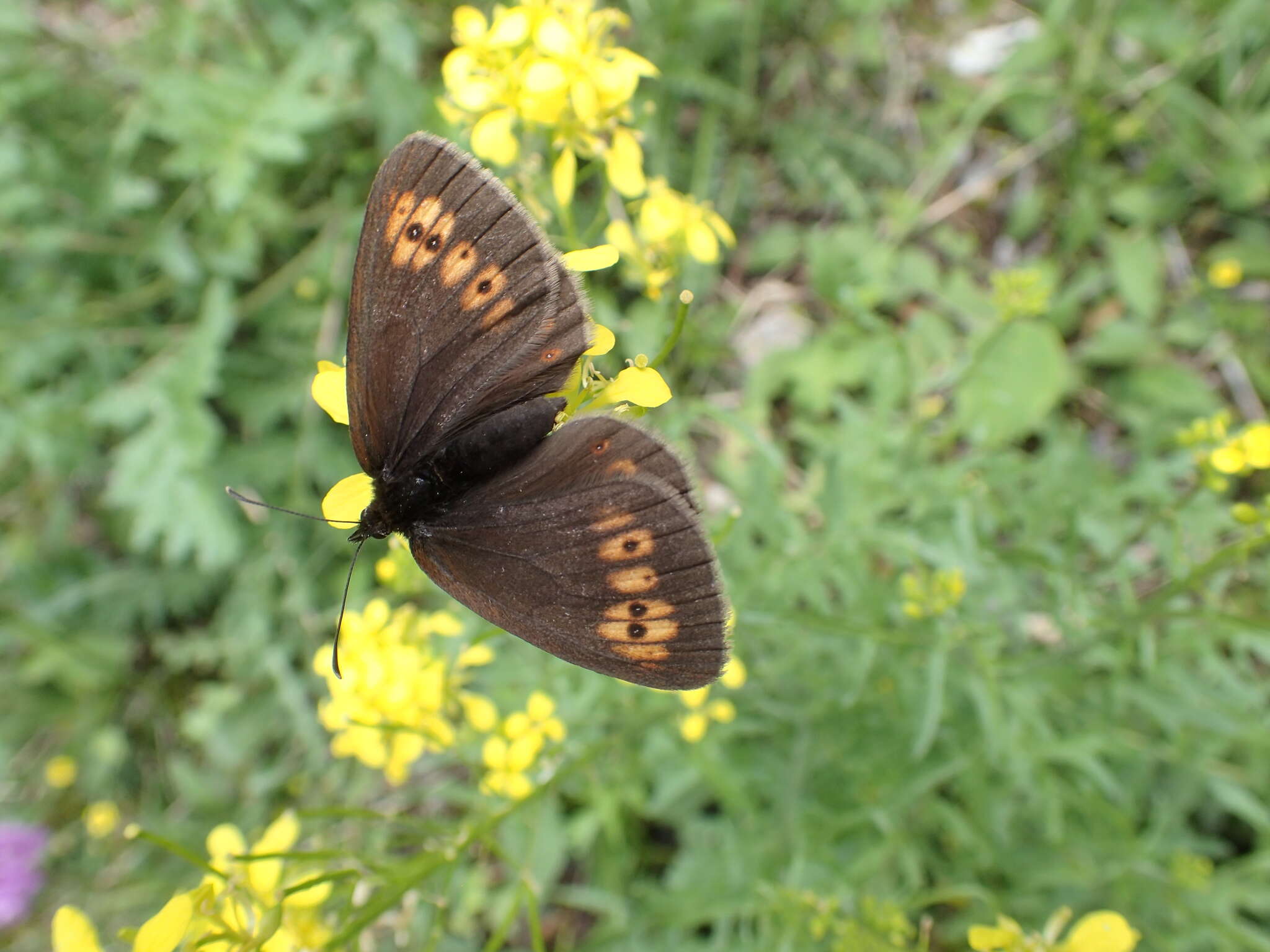 Image of Almond-eyed Ringlet