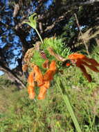 Image of Leonotis ocymifolia var. raineriana (Vis.) Iwarsson