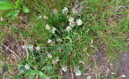 Image of Smith's Pepperwort