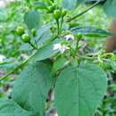 Plancia ëd Capsicum baccatum var. praetermissum (Heiser & Smith) A. T. Hunziker