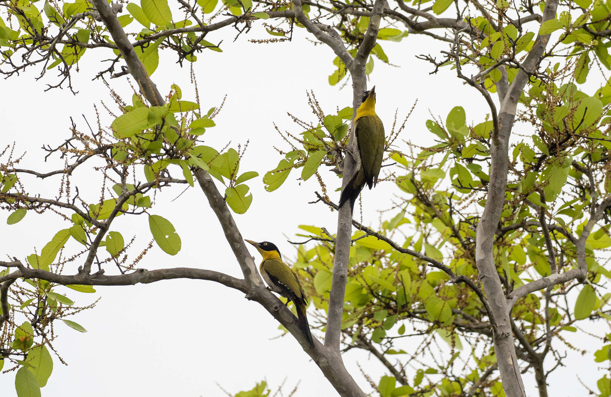 Image of Black-headed Woodpecker