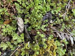 Image of Marchantia polymorpha subsp. montivagans Bischl. & Boissel.-Dub.