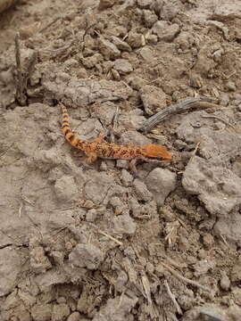 Image of Lima Leaf-toed  Gecko