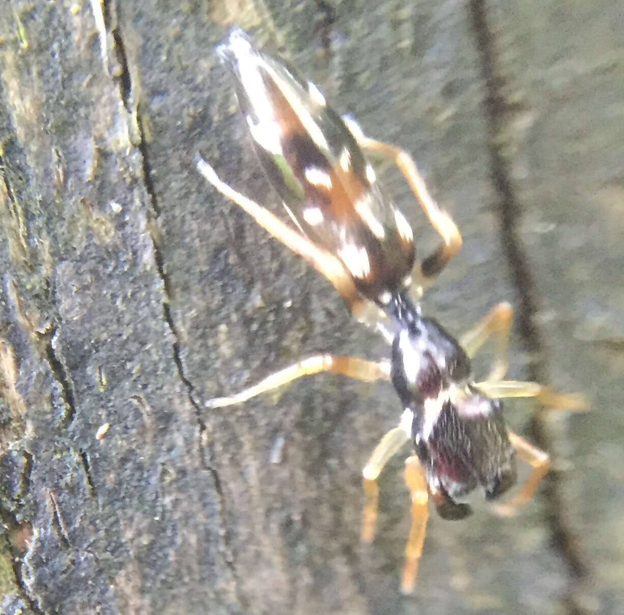 Image of Jumping spider