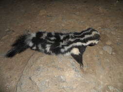 Image of Western Spotted Skunk