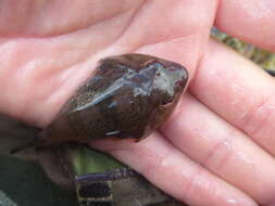 Image of Orange clingfish