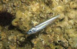 Image of Big-scale Sand Smelt