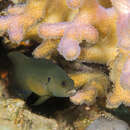 Image of Olive dottyback