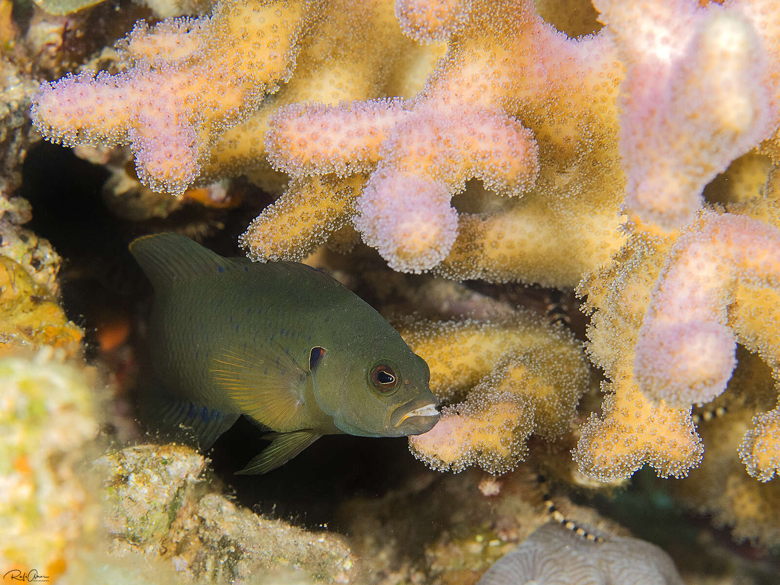 Image of Olive dottyback