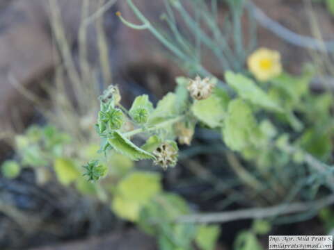 Image of Pseudabutilon virgatum (Cav.) P. A. Fryxell