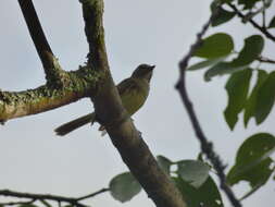 Image of Greenish Elaenia