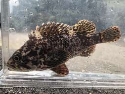 Image of Brassblotched rockfish