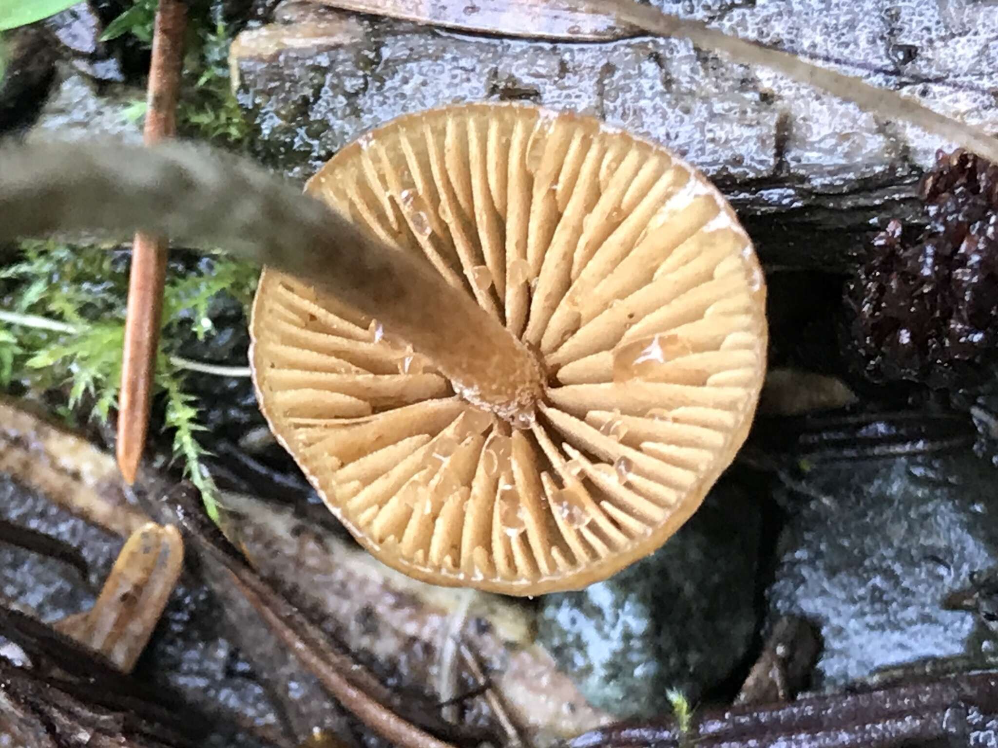 Image de Galerina badipes (Pers.) Kühner 1935