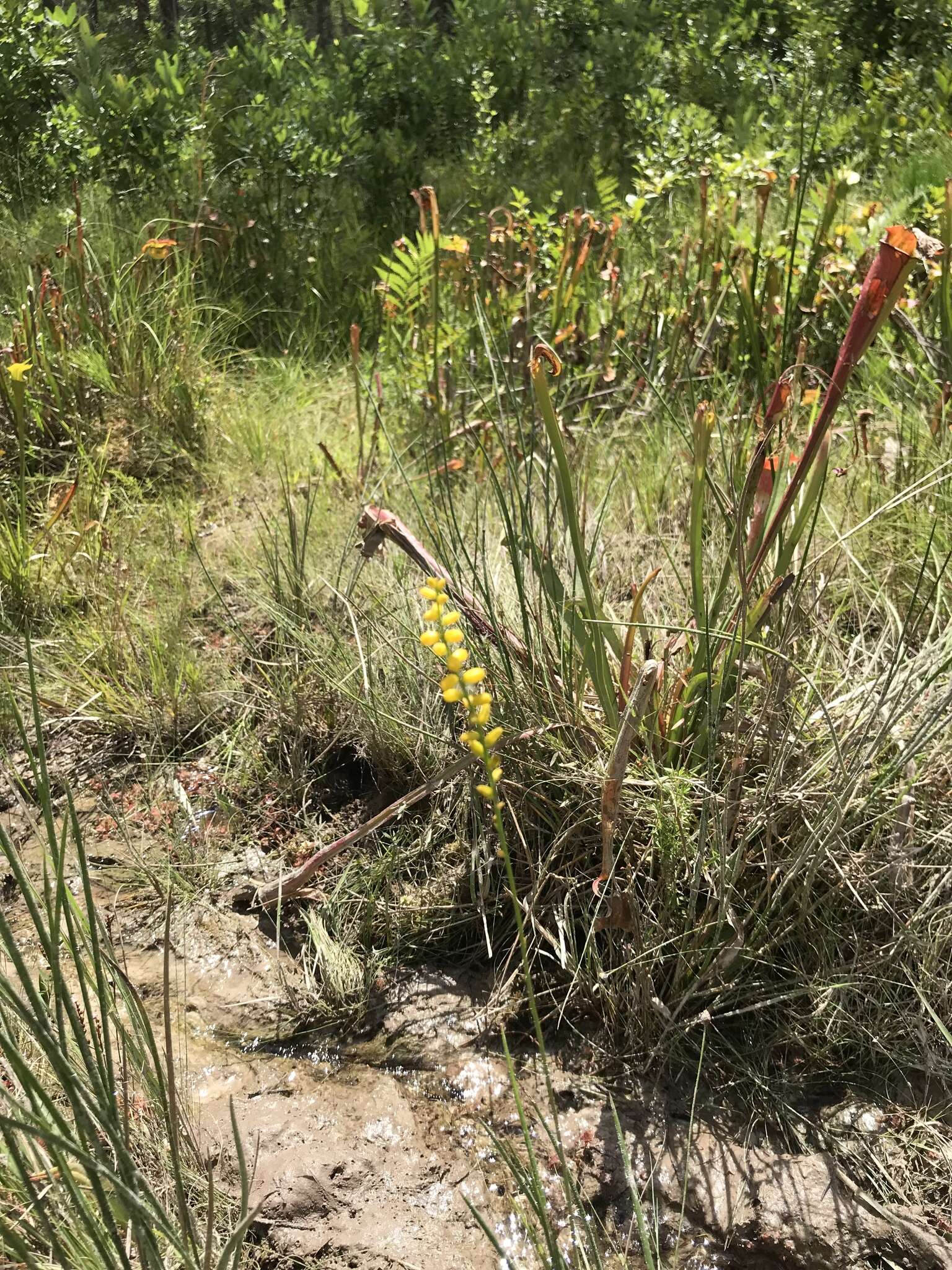 Image of golden colicroot