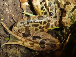 Sivun Lithobates taylori (Smith 1959) kuva