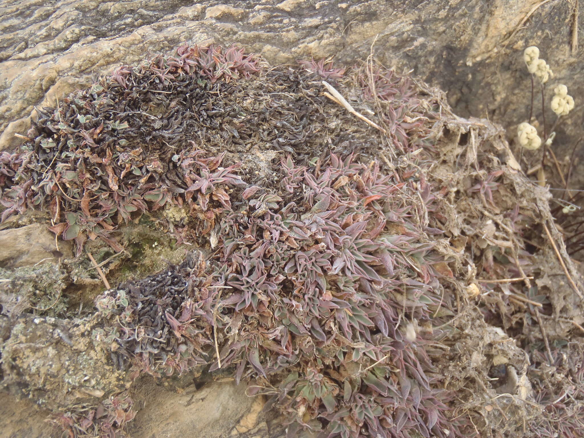 Image of San Francisco River leatherpetal