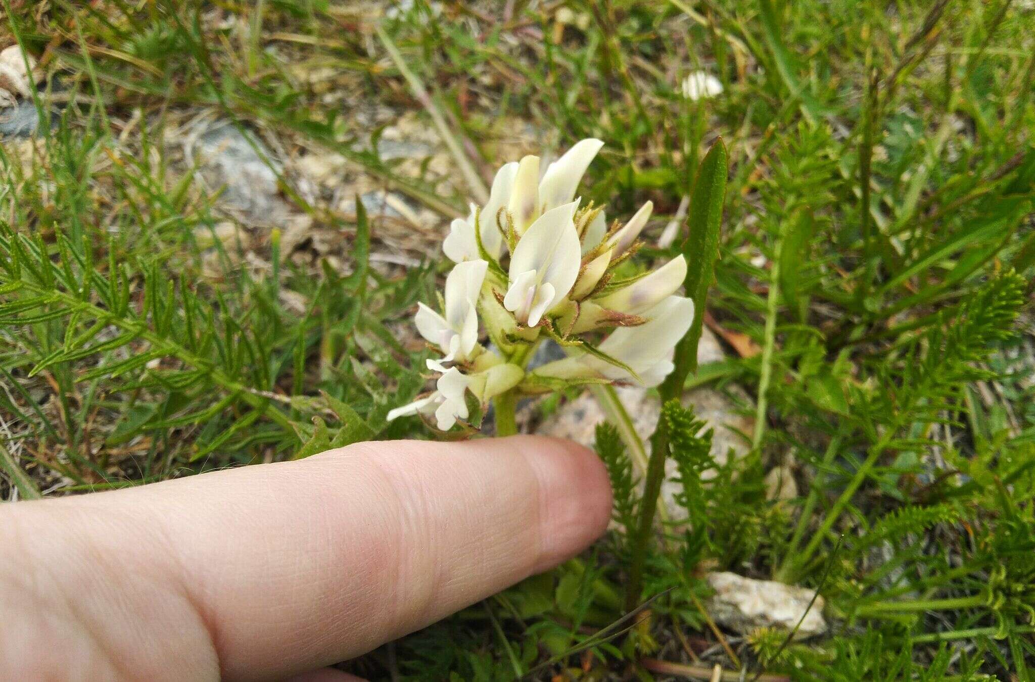 Oxytropis muricata (Pall.) DC. resmi