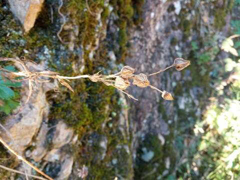 Image of Potentilla hirta L.