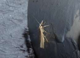 Imagem de Orocrambus ramosellus Doubleday 1843