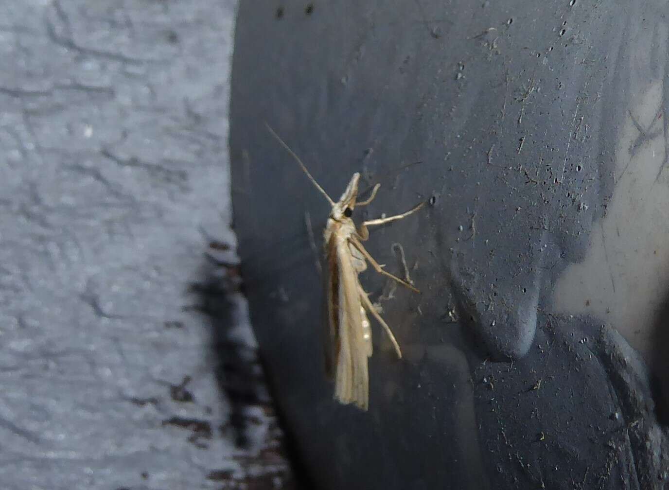 صورة Orocrambus ramosellus Doubleday 1843