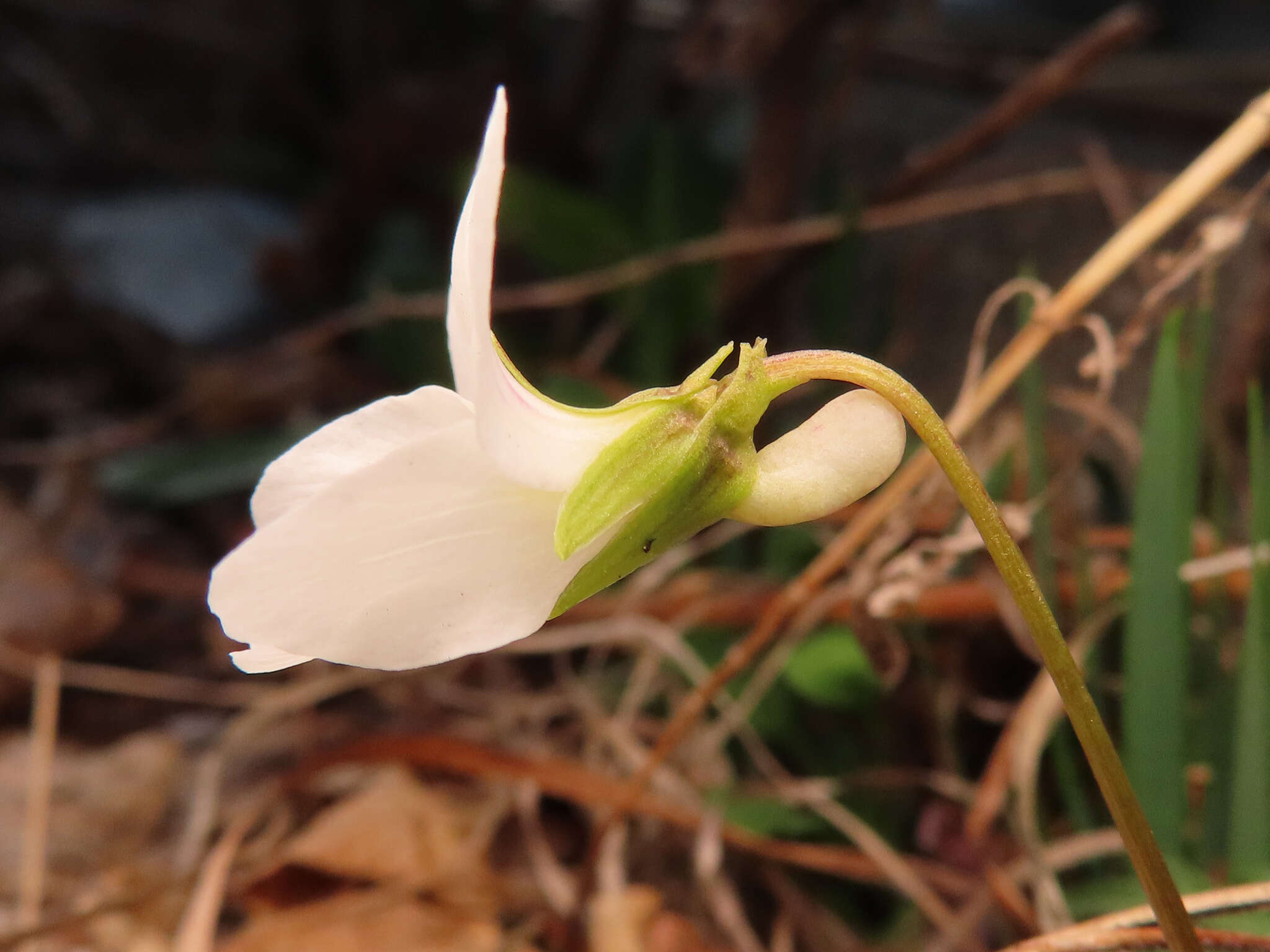 Image of Viola chaerophylloides var. sieboldiana (Maxim.) Makino