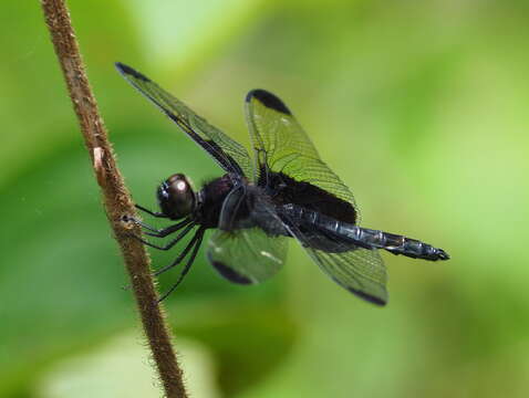 Image de Atratothemis Wilson 2005