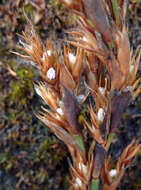 Image of Sporadanthus traversii (F. Muell.) Buchanan