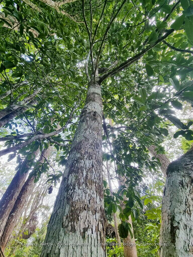 Imagem de Carpotroche brasiliensis (Raddi) Endl.