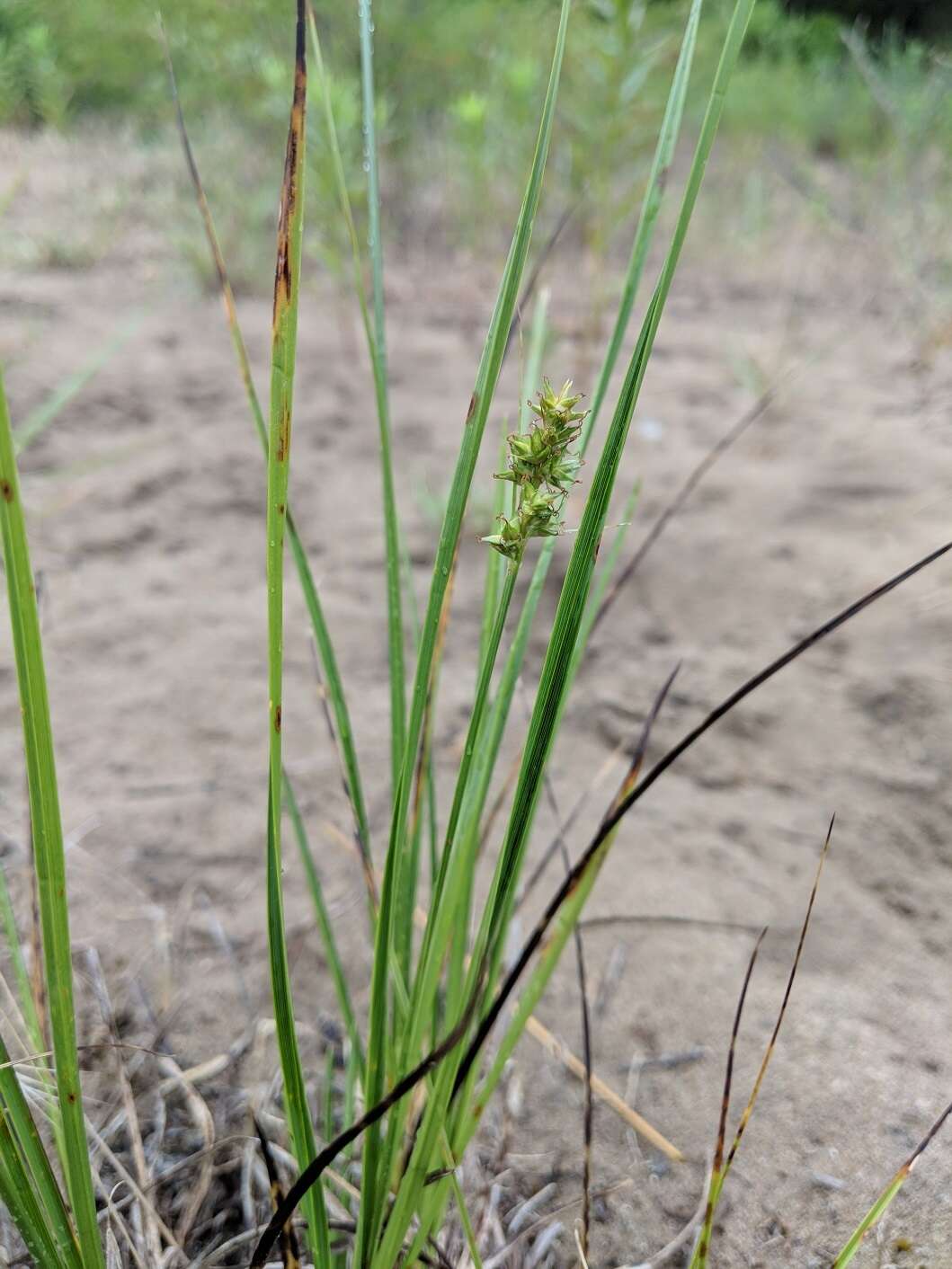 Image of Muhlenberg's sedge