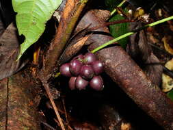 Image of Bactris oligocarpa Barb. Rodr.