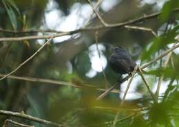 Image of Maroon-belted Chat-Tyrant